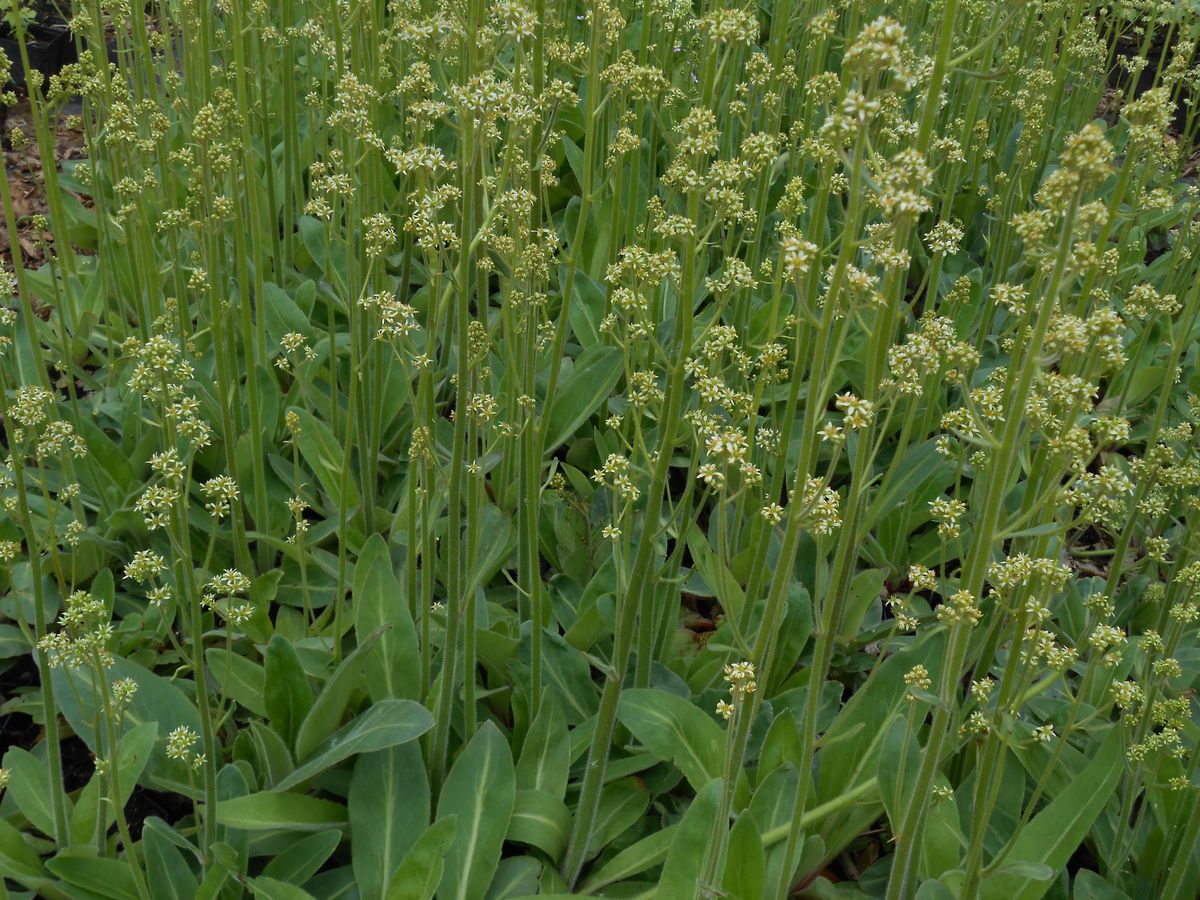 Saxifraga pensylvanica Wichmann