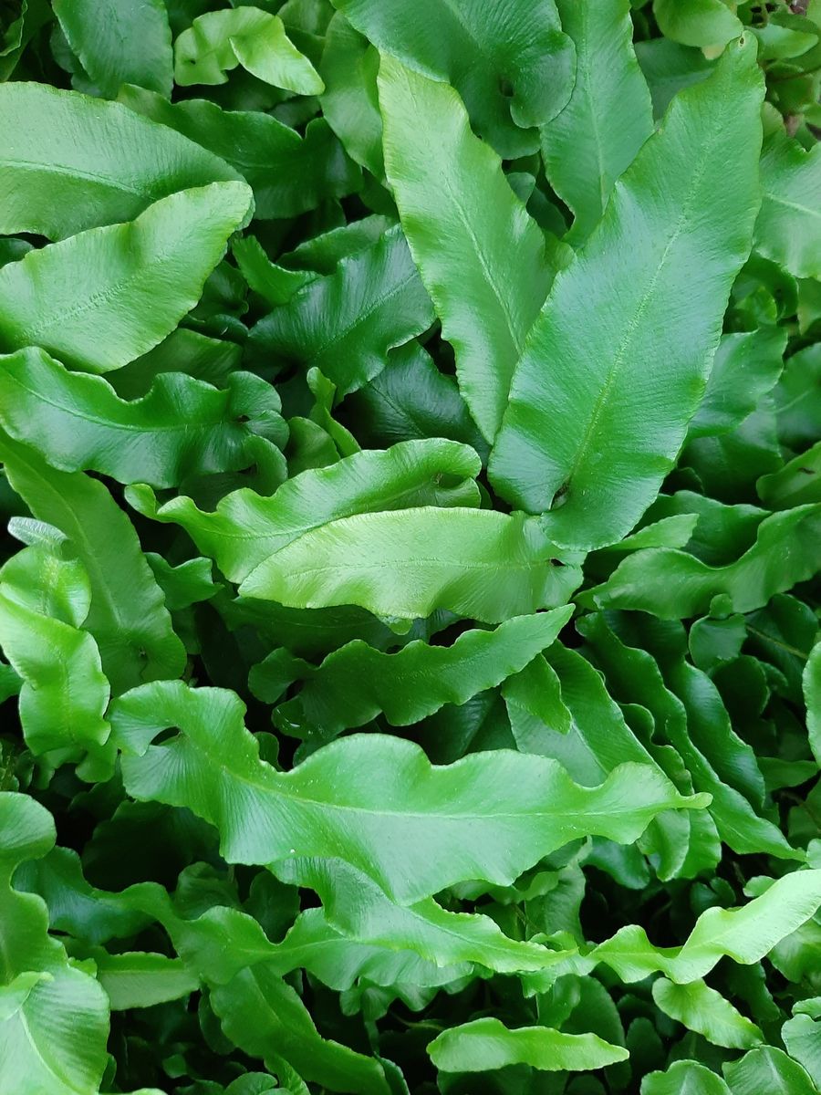 Asplenium scolopendrium 'Undulatum' (= Phyllitis) Wichmann